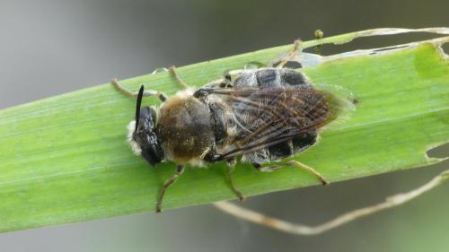 Stratiomys longicornis